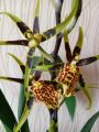 Фото к объявлению «Орхидея брассия, редкая. ...»