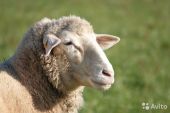 Фото к объявлению «Бараны, овцы живым весом....»