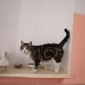 Фото к объявлению «Знакомьтесь - кот Буян. К...»