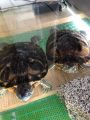 Фото к объявлению «Две красноухие черепахи (...»