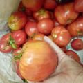 Фото к объявлению «Продам овощи: помидоры 95...»