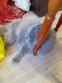 Фото к объявлению «Шотландский вислоухий кот...»