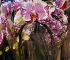 Фото к объявлению «Продам шикарную орхидею с...»
