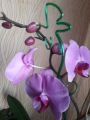 Фото к объявлению «Продам орхидею. 2000 рубл...»